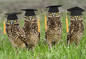 Congratulations: Burrowing Owl, wearing graduation mortar board hats