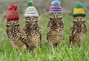 240519: Burrowing Owl, wearing woolly hats