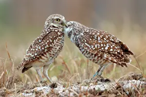 Bonding: Burrowing Owls