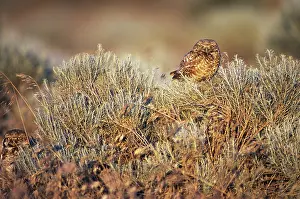 Cunicularia: Burrowing Owls