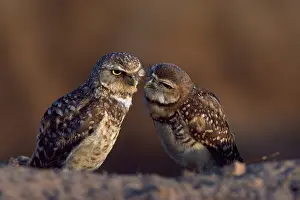 Cunicularia: Burrowing owls