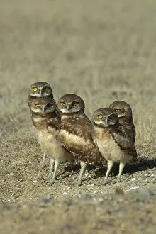 Nevada: Burrowing Owls