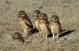 Nevada: Burrowing Owls