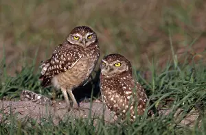 Cunicularia: Burrowing Owls