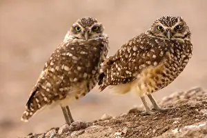 291018: burrowing owls, (Athene cunicularia), Arizona