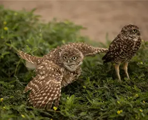 291018: burrowing owls (Athene cunicularia), Arizona