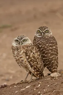 291018: burrowing owls, (Athene cunicularia), Arizona