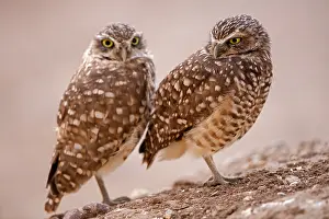 Burrowing: burrowing owl(s), (Athene cunicularia), Arizona