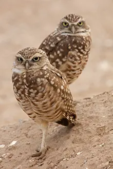 Burrowing: burrowing owls, (Athene cunicularia), Arizona