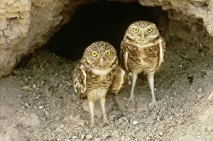 Cunicularia: Burrowing Owls at burrow