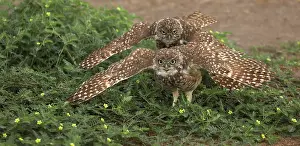 Burrowing: Burrowing owls, performing rain dance, Sonoran