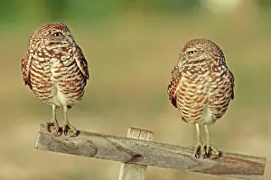 Burrowing: Burrowing Owls (Speotyto cunicularia, Athene cunicularia)