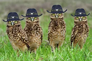 Staring: Burrowing Owls wearing cowboy hats