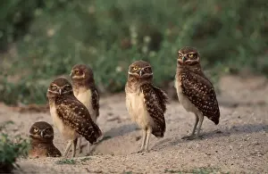 Burrows: BURROWING OWLS - x five at burrow
