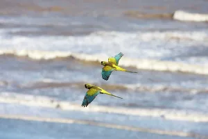 Cyanoliseus: Burrowing Parrot / Patagonian conure ('Barranquero')
