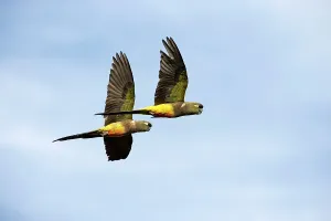 Cyanoliseus: Burrowing Parrot (Patagonian conure) ('Barranquero')