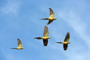 Cyanoliseus: Burrowing Parrot / Patagonian conure ('Barranquero')