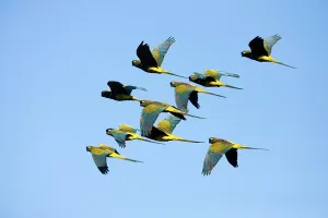 Cyanoliseus: Burrowing Parrot / Patagonian conure ('Barranquero')