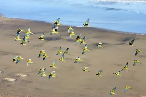 Soar: Burrowing Parrot (Patagonian conure) ('Barranquero')