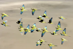 Soar: Burrowing Parrot / Patagonian conure ('Barranquero')