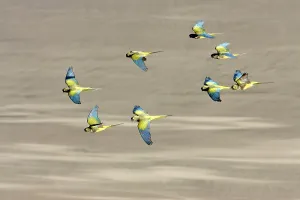 Soar: Burrowing Parrot / Patagonian conure ('Barranquero')