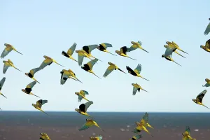 Soar: Burrowing Parrot / Patagonian conure ('Barranquero')