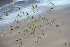 Soar: Burrowing Parrot / Patagonian conure ('Barranquero')