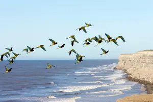 Soar: Burrowing Parrot / Patagonian conure ('Barranquero')
