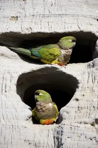 Conure: Burrowing Parrot / Patagonian conure ('Barranquero')