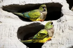 Conure: Burrowing Parrot / Patagonian conure ('Barranquero')