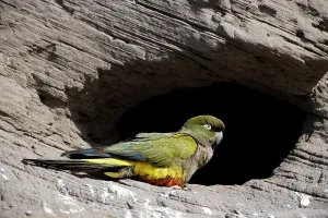 Conure: Burrowing Parrot (Patagonian conure) ('Barranquero')
