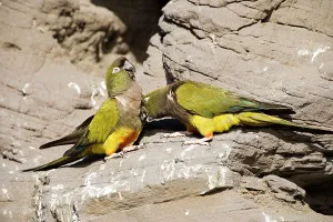 Condor: Burrowing Parrot / Patagonian conure ('Barranquero')