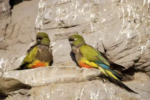 Condor: Burrowing Parrot / Patagonian conure ('Barranquero')