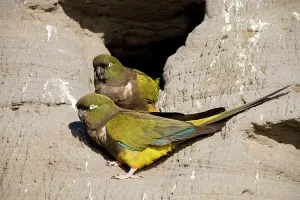 Condor: Burrowing Parrot / Patagonian conure ('Barranquero')
