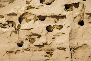 Condor: Burrowing Parrot / Patagonian conure ('Barranquero')