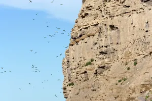 Extends: Burrowing Parrot / Patagonian conure ('Barranquero')