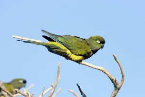 Conure: Burrowing Parrot / Patagonian conure ('Barranquero')