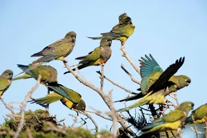 Conure: Burrowing Parrot / Patagonian conure ('Barranquero')