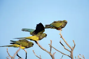 Conure: Burrowing Parrot / Patagonian conure ('Barranquero')