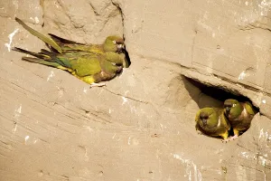Condor: Burrowing Parrot / Patagonian conure ('Barranquero')Nesting