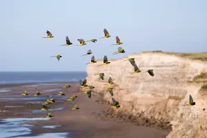 Soar: Burrowing Parrot / Patagonian conure ('Barranquero')Parrots