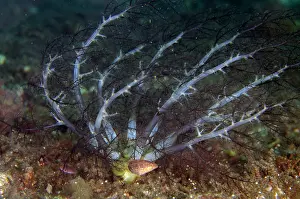Tentacles: Burrowing Sea Cucumber - buried with tentacles catching