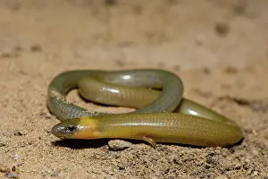 Scincidae: Burrowing Skink