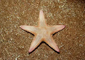 D. W. Greenslade: BURROWING STARFISH-ON SAND