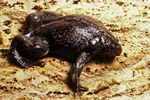 Primitive: Burrowing Toad