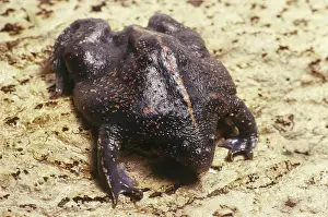 Yucatan: Burrowing Toad (Rhinophrynus dorsalis)
