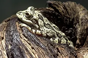 Fodiens: Burrowing Tree Frog
