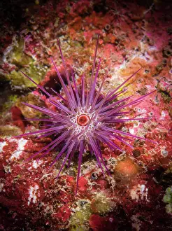 Spines: Burrowing urchin (Echinometra mathaei), Tahiti