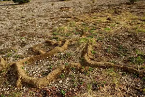 Gopher: Burrows of a mountain Pocket Gopher in alpine meadow