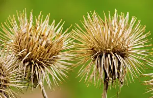 Arctium: Burs of Greater Burdock - in autumn